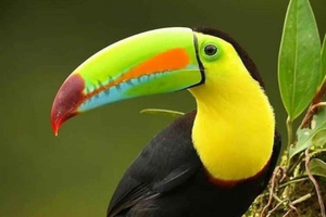 Monteverde: Naturvandring i Curicancha-reservatet