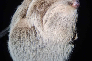 Monteverde: Night Walk, Guided Wildlife Tour