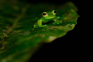 Monteverde: Night Walk in the Magical Forest