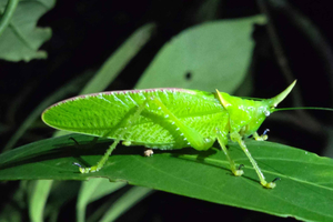Monteverde: Night Walk with Guide and Flashlights