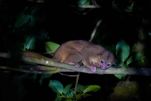 Monteverde: Paradise Night Walk with Agua Dulce