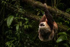 Monteverde : visite de nuit de la faune avec Steven