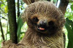 Playa del Coco: Sloth Discovery & Rio Celeste Tour