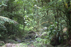 Randonnée privée dans la forêt - Río Celeste
