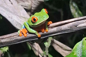 Private Night Hike at Rio Celeste: Animals, Insects, Amphibians, Reptiles.