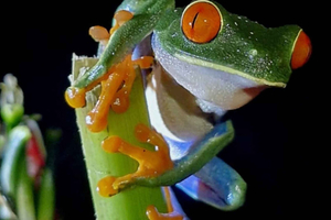 Private Night Hike with Wildlife Photography in La Fortuna