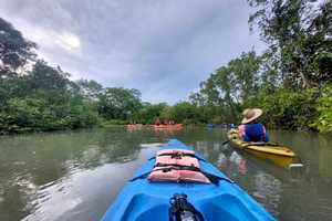 Puerto Jiménez: Kayak Tour through the Mangrove Canals