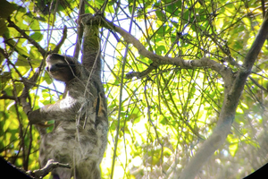 Puerto Limon: Cahuita National Park & Tortuguero Canal