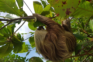 Puerto Limón: Visita a la ciudad y al Parque Nacional de Cahuita