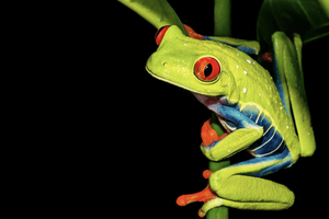 Puerto Viejo Limón: Nocturnal Wildlife Tour at Nativo Park