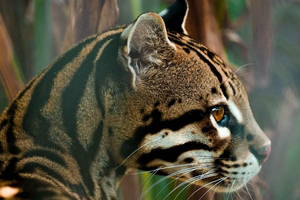 Puntarenas: Alturas Rescue Wildlife Tour + Organic Drink