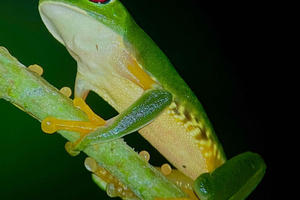 Rainforest After Dark by Jeremias Solano