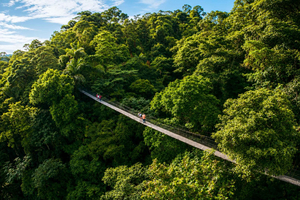 Rainforest Treasures: Arenal Volcano & Mistico Bridges Combo
