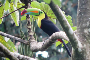 San José: Volcán Arenal, Cataratas, Café y Aguas Termales