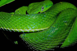 Santa Elena: Wildlife Refuge Monteverde nacht wandeltour