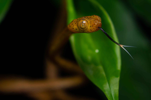 Sierpe: Night Walk Frogs and Snakes guided walking tour