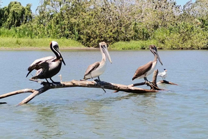 Special Boat Transport: Tortuguero-Moín and vice versa