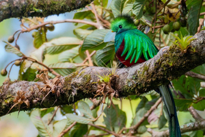 Special Wildlife Tour in Monteverde Cloud Forest