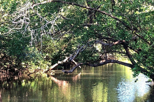 Tamarindo: ecotour en kayak por los manglares con fauna y guía