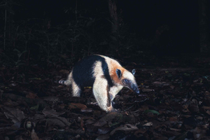 Caminhada noturna em Tamarindo