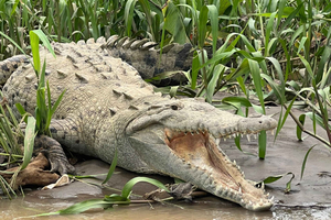 Tarcoles-joki: Bird Watching Tour: Jungle Crocodile Safari & Bird Watching Tour