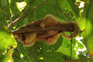Tortuguero 4 Tours: Canoe, Jaguar, Night Walk & Turtles