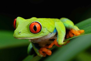 Tortuguero: Eine Nachtwanderung durch den Regenwald von Tortuguero
