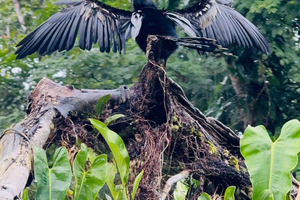 Tortuguero: tour in canoa, tour serale e tour in collina