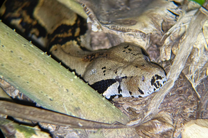 Tortuguero: Night Walking Tour and Guided Tour in French