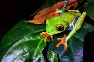 Tortuguero: Night Wildlife Spotting and Jungle Walk