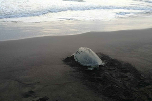 Tortuguero: The Majestic Green Turtle Nesting Tour