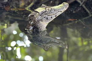 Tortuguero: Tour zu den Kanälen im Tortuguero-Nationalpark