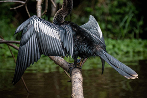 Tortuguero: viaggio a Puerto Moin Limón (Caraibi meridionali)
