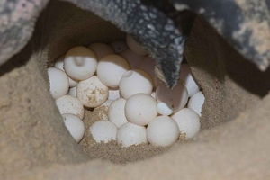 Tortuguero: Turtle Nesting Tour på Tortuguero-stranden
