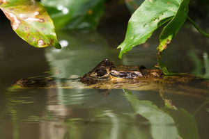 Tortuguero: 