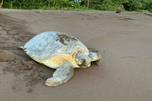 TORTUGUERO: Watching turtles in their natural habitat in Tortuguero