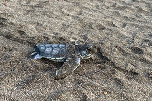 TORTUGUERO: Sköldpaddsobservation i deras naturliga livsmiljö i Tortuguero