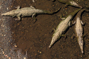 Tropical Adventure in Puntarenas: Crocodiles, Monkeys, and Much More