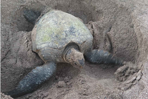 Żółwie gniazdują i wylęgają się na zacisznej plaży w pobliżu Tamarindo