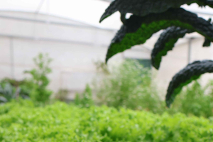 Expérience gastronomique unique à Monteverde | Saveurs de la forêt