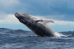 Uvita: tour de avistamiento de ballenas en el Parque Nacional Marino Ballena