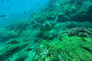 Uvita, Visita de mergulho na reserva biológica da ilha do Caño