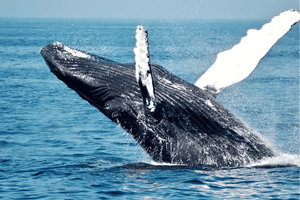 Uvita: Hvalsafari i Marino Ballena nasjonalpark