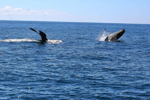 Uvita: Excursão de observação de baleias no Parque Nacional Marino Ballena