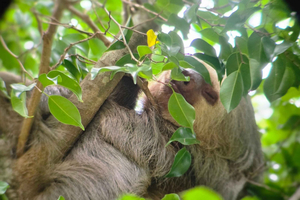 Wildlife Spotting Hike in Marino Ballena National Park