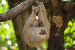 Diamante Eco Adventure Park : laissez-passer pour le sanctuaire de la faune