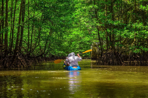From San Jose: 3-Day Tortuguero National Park Excursion