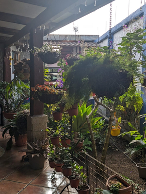 La Casa de Mamá Coyita