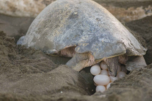 Tamarindo: Turtle Nesting Tour Tamarindo, Guanacaste, CR