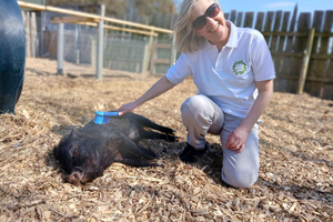 Kinvarra: Meet The Mini Pigs at Burren Nature Sanctuary